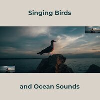 Piano Music and Sounds of Nature (Calm Waves) - RW Piano, Birds and Ocean Sounds