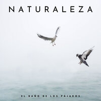 Catarata Natural - Sonidos de Aves & Pájaros del Bosque & Naturaleza FX
