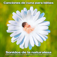 Música para dormir para bebés y sonidos de aves - Música relajante - Musica Para Niños & Canciones de cuna para bebés & Musica para Bebes Especialistas