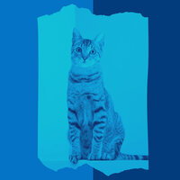 Subdued Backdrops for Cozy Kittens - Cat Music Studio