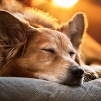 Música Tranquila Para Mascotas Nerviosas - Viajero & Lluvia serena para seres & Paz armónica para animales