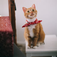 Lovely Whispers - Music for Resting Cats & Cats Music Zone & RelaxMyCat