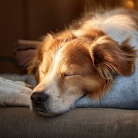 Perro De Sueño Profundo - Música a la hora del almuerzo & Hora de acostarse del perro & Relax mi perro música