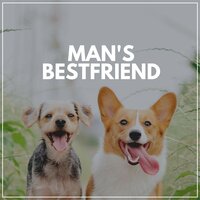 Relaxed Labrador - Music for Sleeping Puppies
