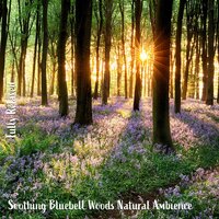 Soothing Bluebell Woods Natural Ambience, Pt. 6 - Steve Brassel