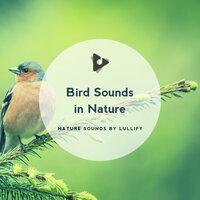 Bobonik - Nature Sounds by Lullify & Bird Sounds