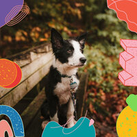 Debonair Moods for Sleepy Pups - Dog Separation Anxiety Music