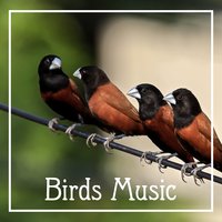 Deep Sleep - Bird Sounds