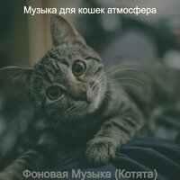 Мечты (Расслабляющие кошки) - Музыка для кошек атмосфера