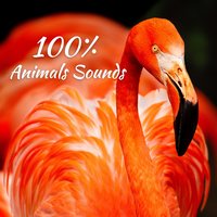Tranquility Early Night - Sound Effects Zone & Relaxing Nature Sounds Collection