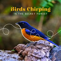 Calm Mind - Calm Singing Birds Zone