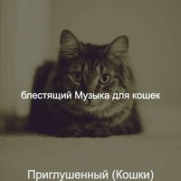 Мечты (Кошки) - блестящий Музыка для кошек