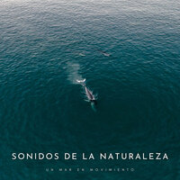 Calmas Olas y Piedras - Sonidos De Oceano & Naturaleza Sonidos & Agua Mantra
