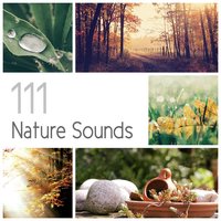 White Noise: Wind in the Trees - Relaxing Music Pro Effects Unlimited