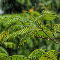Waterfall Gentle Rumble Relaxation - The Rain Library & ASMR Rain Sounds & Sounds of Nature Noise