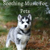 Hunting - Sleeping Music For Dogs