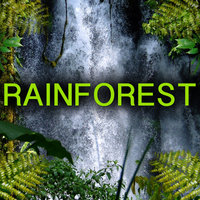 Rainforest - Nature Sound