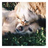 Water of Life - Music For Cats & Cat Music & Music For Cats Peace