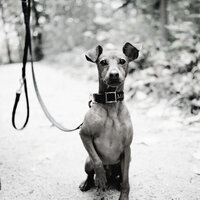 Understated Ambiance for Doggies - Dog Music