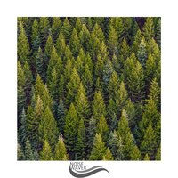 Ground Soundscape - Forest Sounds For Relaxation