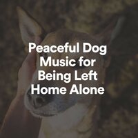 Peaceful Dog Music for Being Left Home Alone, Pt. 8 - Dog Music Experience