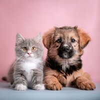 Capas Del Paisaje Sonoro Acogedoras - Sinfonía del Bosque & Paz total para animales & Melodía calmante para seres