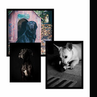 Cultivated Stresssed Dog - Relaxation Music For Dogs