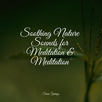 Gentle Ocean Waves - Deep Sleep Music Experience & Study Concentration & Nature and Rain