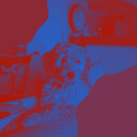 Exciting Moods for Serene Puppies - Dog Music Waves