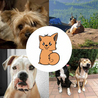 Magical (Comfy Dogs) - Calming Dog Jazz