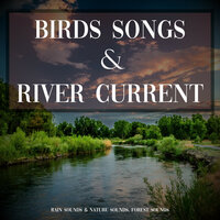 Birds Songs and River Current, Pt. 40 - Rain Sounds & Nature Sounds & Forest Sounds