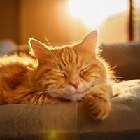 Orquesta Amiga Felina - Analogía de la comedia & La Música de los Gatos & Proyecto de ley de vida silvestre
