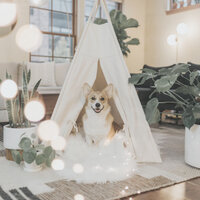 Background for Calm Puppies - Dog Music Hour