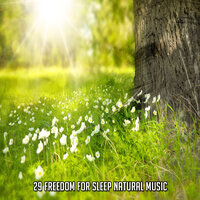 Руководство духов - Sounds of Nature Noise