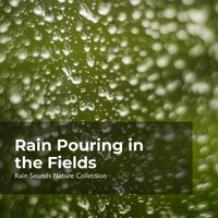 Rain in Lush Nature - ASMR Rain Sounds & Rain Sounds Nature Collection & Sleepy Rain