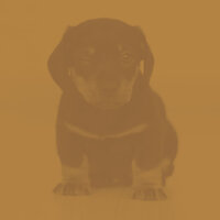 Opulent Moods for Doggy Rest - Dog Music Experience
