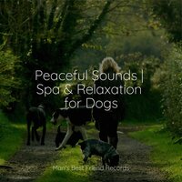 Floating on Air - Relaxing Music for Dogs & Music for Dogs & Music for Dogs Collective