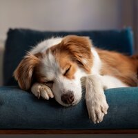 Las Melodías Suaves Fomentan La Calma - Lista de reproducción para la cena & Relaja a mi perro & Música para el oído de perro