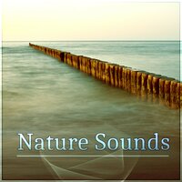 Good Energy - Serenity Nature Sounds Academy