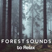 Healing Music - Bird Sounds