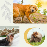 Glorious Ambiance for Dog Calming - Dog Music Therapy