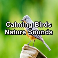 Forest Bird Sounds For Concentration Loopable for the Night - Binaural Beats Sleep & Deep Sleep Meditation & Sleep Music Lullabies