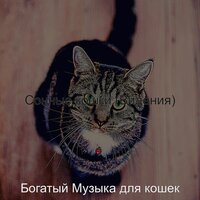 Музыка (Фоновая Музыка) - Богатый Музыка для кошек