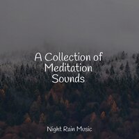 Forest, Morning, Birds - Sound Sleeping & Ambientalism & Rain for Deep Sleep