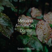 Gotas Relucientes - Academia de Meditação Buddha & Sonidos de lluvia para dormir & Meditación Guiada