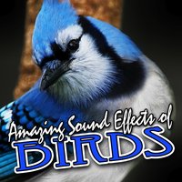 Falcon Call - Sound FX