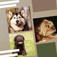 Doggy Meal Time (Ambience) - Dog Music Radio
