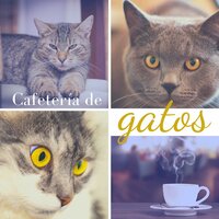 No Solo una Mascota - Música para gatos