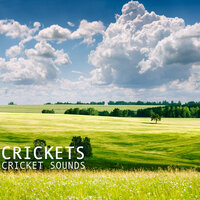 Crickets and Thunderstorm Sounds Nature Music for Sleep (With Storm Sounds) - Cricket Sounds