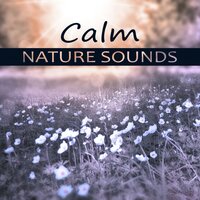 Hypnosis Background Music - Nature Music Sanctuary